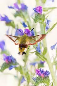 Attēlu rezultāti vaicājumam “Hemaris fuciformis”