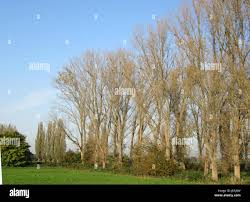 Attēlu rezultāti vaicājumam “Populus x jackii flower”