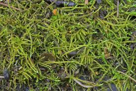 Attēlu rezultāti vaicājumam “Sciuro-hypnum curtum”