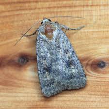 Attēlu rezultāti vaicājumam “Caradrina morpheus”