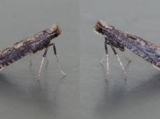 Attēlu rezultāti vaicājumam “Parornix anglicella”