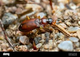 Attēlu rezultāti vaicājumam “Leistus terminatus”
