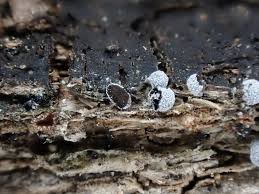 Attēlu rezultāti vaicājumam “Badhamia macrocarpa”