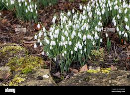 Attēlu rezultāti vaicājumam “Galanthus nivalis bud”