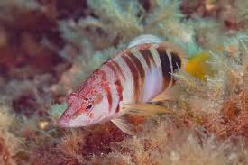 Image result for Serranus scriba