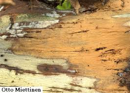 Attēlu rezultāti vaicājumam “Phlebia serialis”