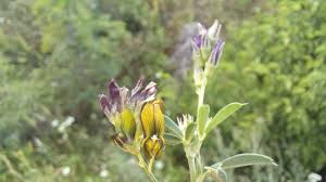Attēlu rezultāti vaicājumam “Medicago x varia  flower”