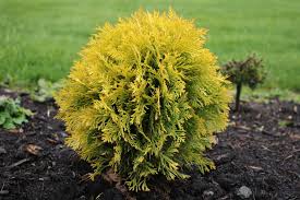 Attēlu rezultāti vaicājumam “Thuja occidentalis”