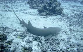 Image result for Nebrius ferrugineus