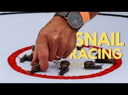 Image result for World Snail Racing Championships