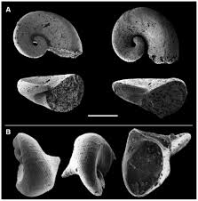 Attēlu rezultāti vaicājumam “Lycogala convexum young”
