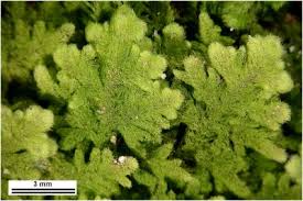 Attēlu rezultāti vaicājumam “Trichocolea tomentella sporophyte”