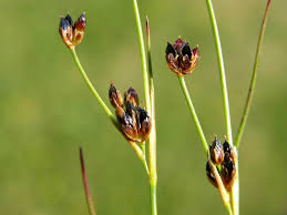 Attēlu rezultāti vaicājumam “Juncus alpinoarticulatus fruit”