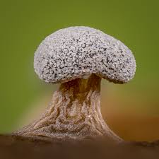 Attēlu rezultāti vaicājumam “Physarum murinum macro”