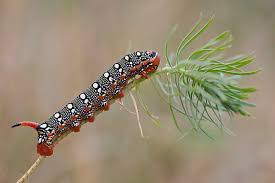 Attēlu rezultāti vaicājumam “Pheosia gnoma male”