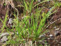 Attēlu rezultāti vaicājumam “Carex viridula”