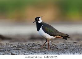 Attēlu rezultāti vaicājumam “Vanellus vanellus adult”