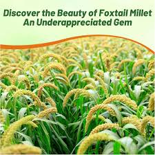 Attēlu rezultāti vaicājumam “Setaria italica”