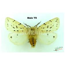 Attēlu rezultāti vaicājumam “Hadena rivularis”