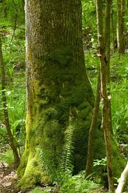 Attēlu rezultāti vaicājumam “Anomodon attenuatus sporophyte”