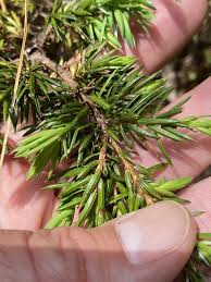 Attēlu rezultāti vaicājumam “Juniperus communis leaf”