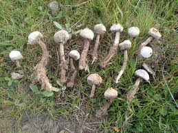 Attēlu rezultāti vaicājumam “Tulostoma fimbriatum”