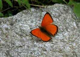 Attēlu rezultāti vaicājumam “Lycaena virgaureae underside”