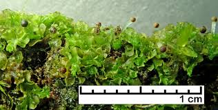 Attēlu rezultāti vaicājumam “Fossombronia wondraczekii sporophyte”