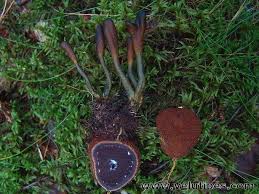 Attēlu rezultāti vaicājumam “Cordyceps ophioglossoides”