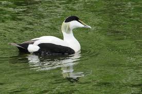 Attēlu rezultāti vaicājumam “Somateria mollissima”