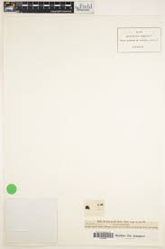 Attēlu rezultāti vaicājumam “Seligeria pusilla sporophyte”