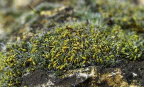 Attēlu rezultāti vaicājumam “Grimmia pulvinata sporophyte”