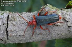 Attēlu rezultāti vaicājumam “Rhamnusium bicolor”