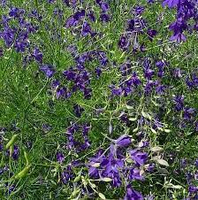 Image result for Consolida regalis