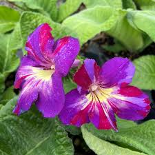 Image result for Streptocarpus