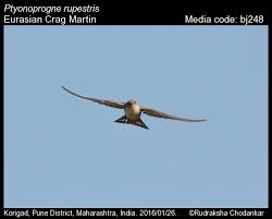 Image result for Ptyonoprogne rupestris