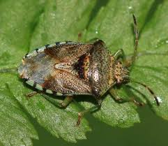 Attēlu rezultāti vaicājumam “Elasmucha grisea imago”