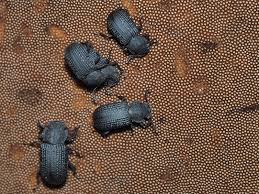 Attēlu rezultāti vaicājumam “Bolitophagus reticulatus imago”