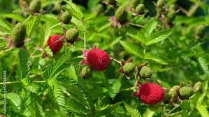 Attēlu rezultāti vaicājumam “Rubus illecebrosus”