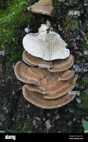 Attēlu rezultāti vaicājumam “Lenzites betulina”