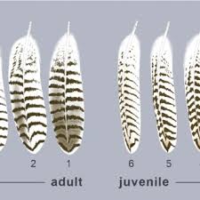 Attēlu rezultāti vaicājumam “Tringa totanus adult”