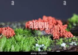 Attēlu rezultāti vaicājumam “Arcyria globosa stalked”