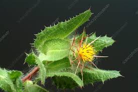 Image result for Cnicus benedictus