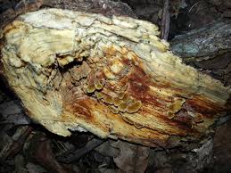 Attēlu rezultāti vaicājumam “Porotheleum fimbriatum”