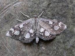 Attēlu rezultāti vaicājumam “Anania coronata”