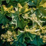 Attēlu rezultāti vaicājumam “Alchemilla subcrenata  flower”