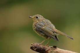 Attēlu rezultāti vaicājumam “Erithacus rubecula juvenile”