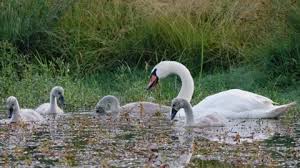Attēlu rezultāti vaicājumam “Cygnus cygnus juvenile”