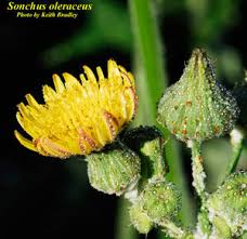 Attēlu rezultāti vaicājumam “Sonchus oleraceus bud”