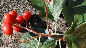 Attēlu rezultāti vaicājumam “Sorbus intermedia fruit”